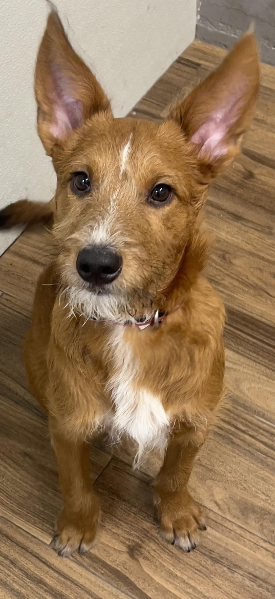 Benji, ADOPTABLE, Young Male Australian Shepherd & Terrier.