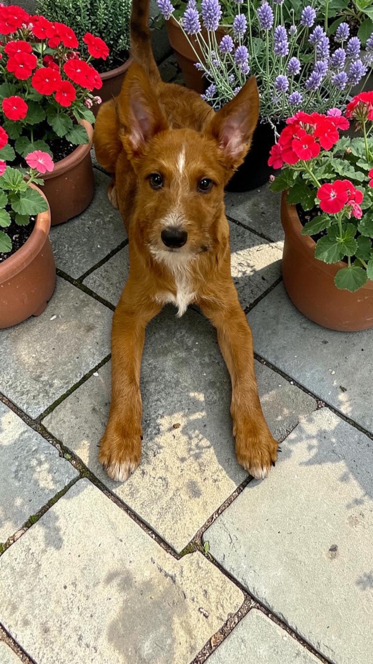 Enlarge Benji, a ADOPTABLE mixed breed in Los Angeles, CA image 3/4