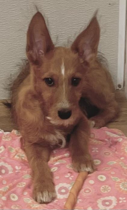 Benji, ADOPTABLE, Young Male Australian Shepherd & Terrier.