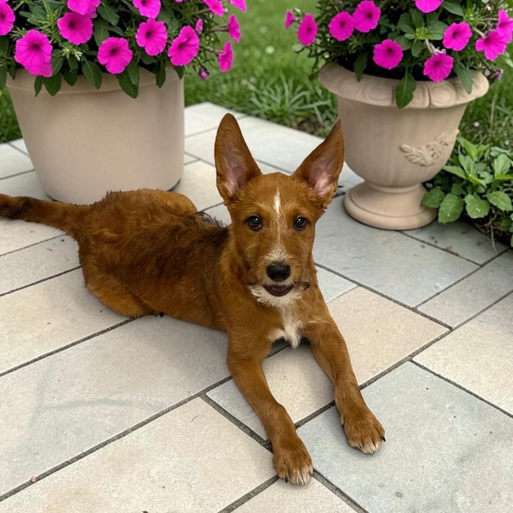 Benji, ADOPTABLE, Young Male Australian Shepherd & Terrier.