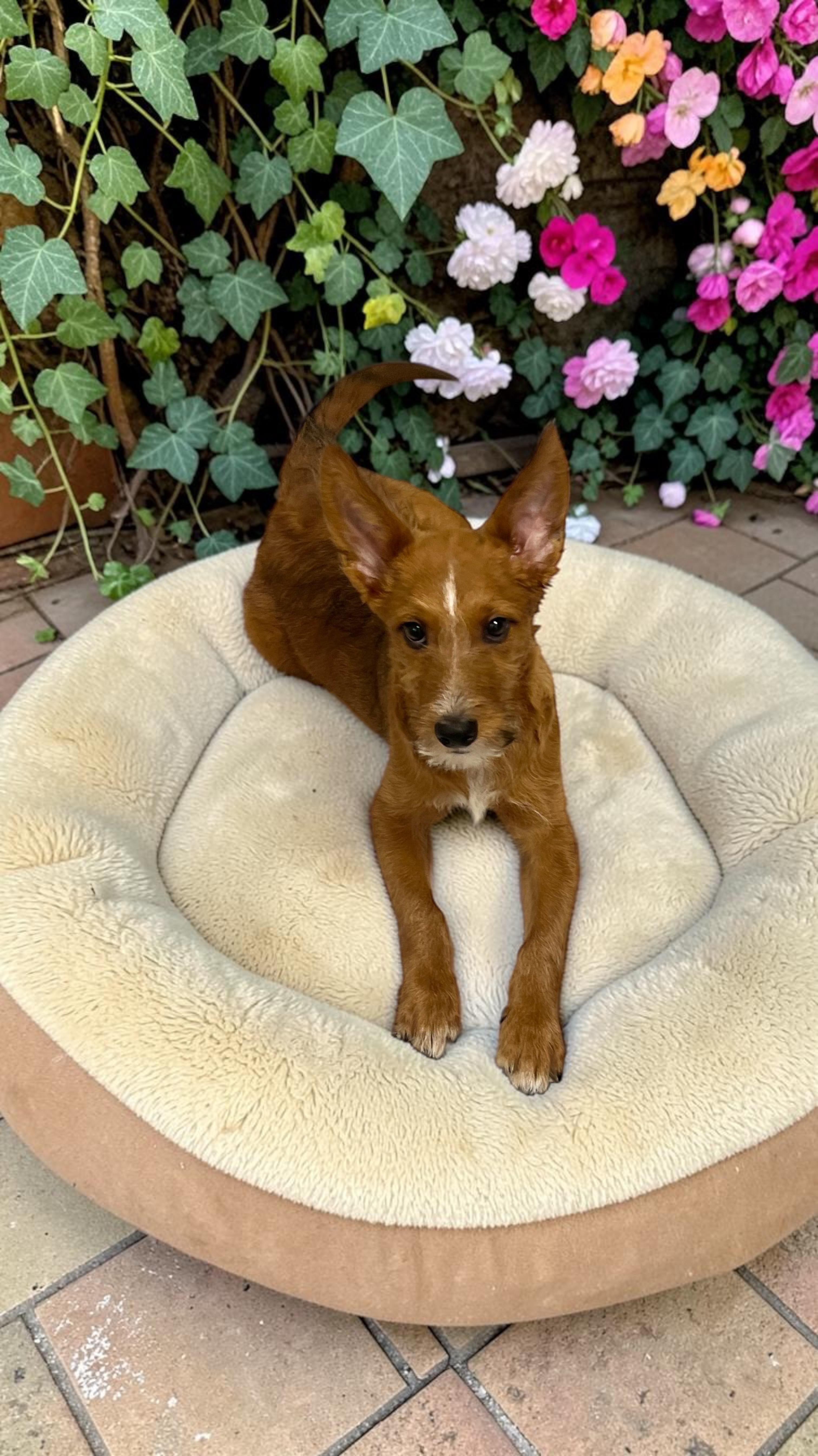 Enlarge Benji, a ADOPTABLE mixed breed in Los Angeles, CA image 2/4