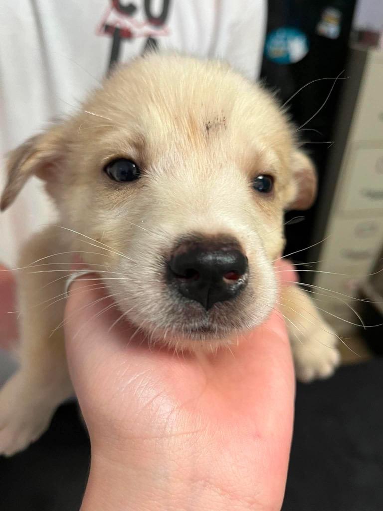 Enlarge Tom Cruise, a Adoptable mixed breed in New Braunfels, TX image 1/1