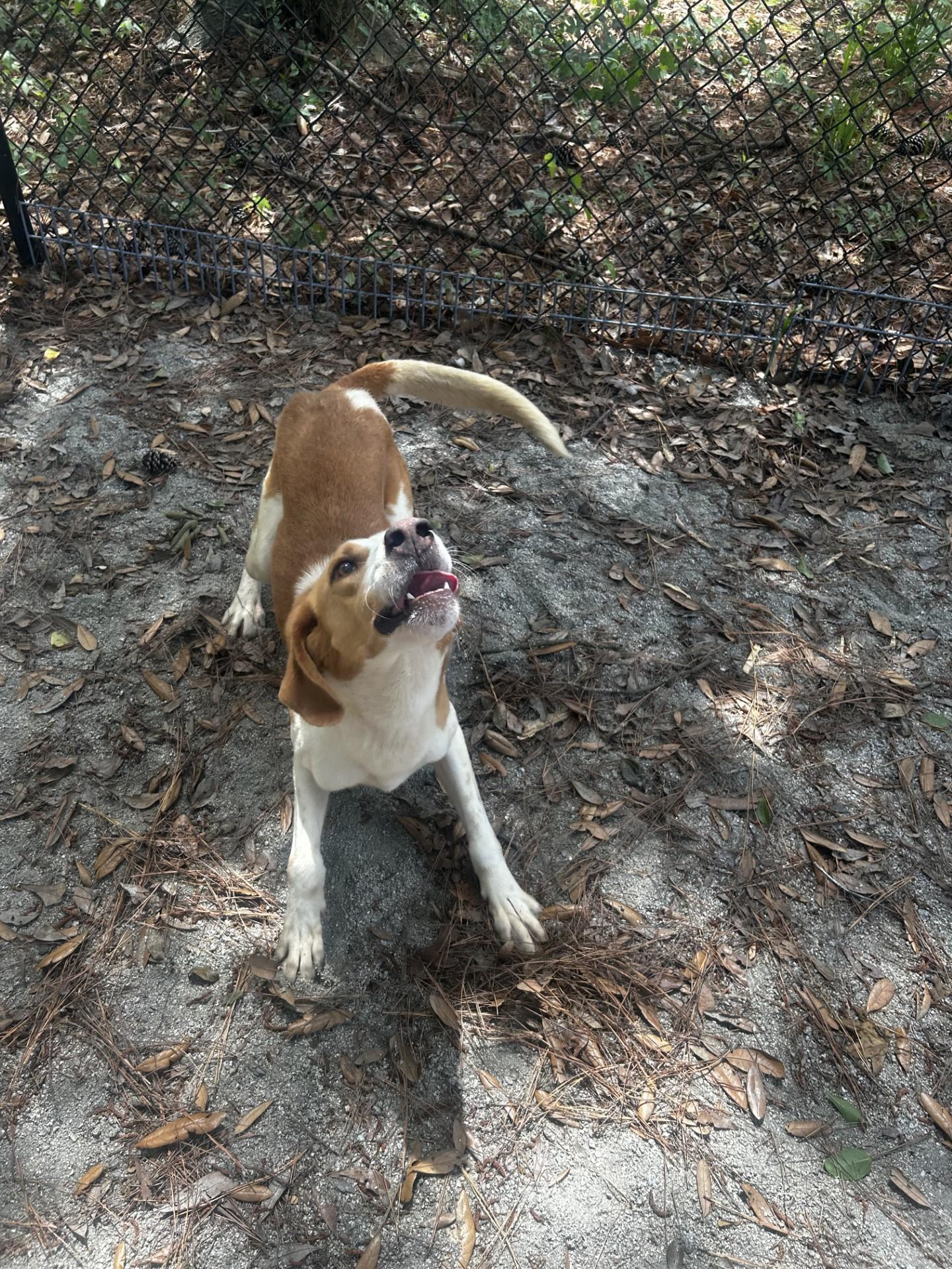 Homer, a ADOPTABLE Hound in Georgetown, SC image 2/4