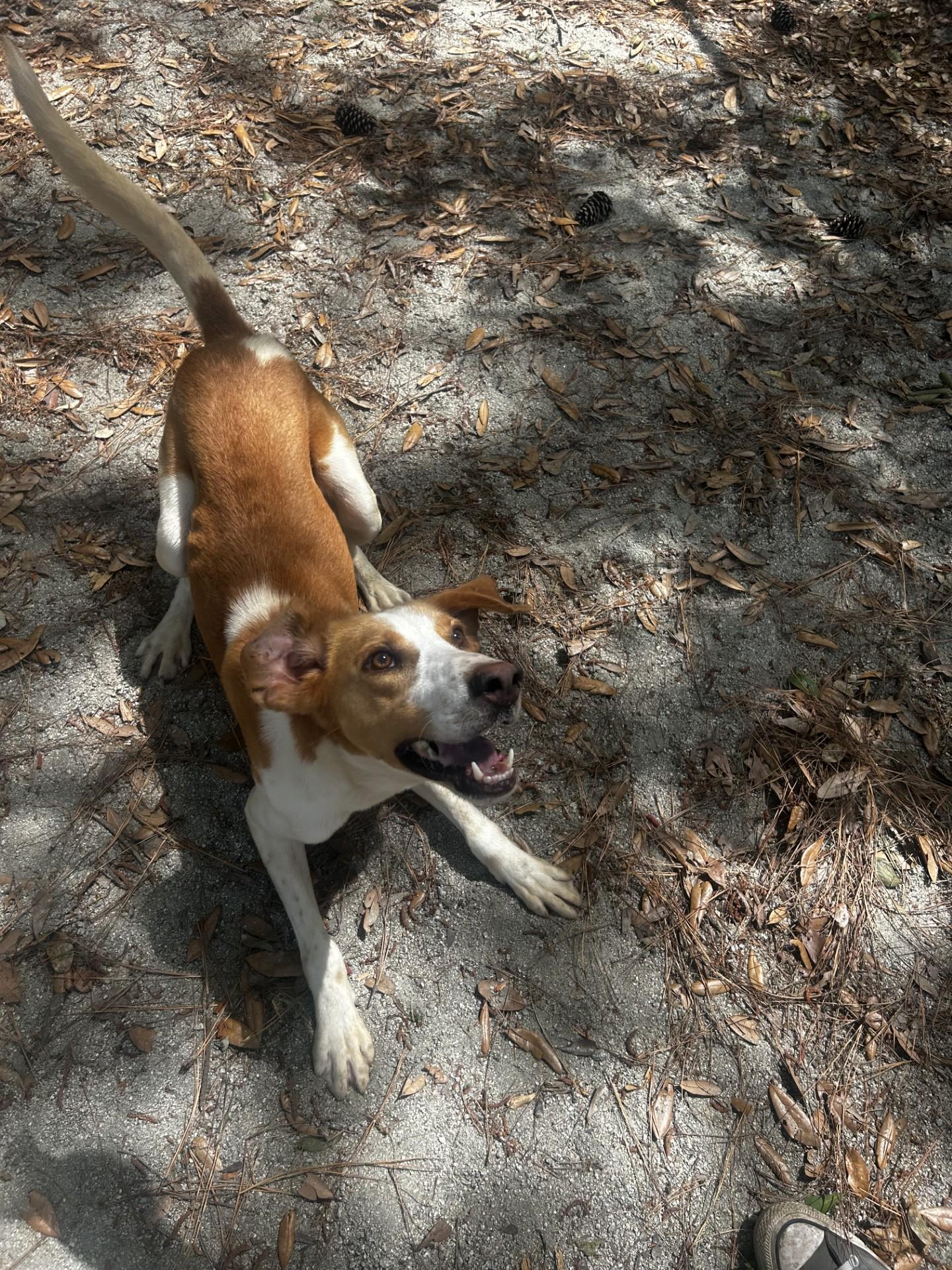 Homer, ADOPTABLE, Young Male Hound.