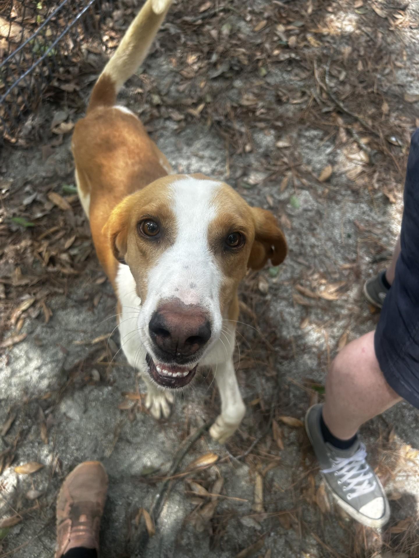 Homer, a ADOPTABLE Hound in Georgetown, SC image 4/4