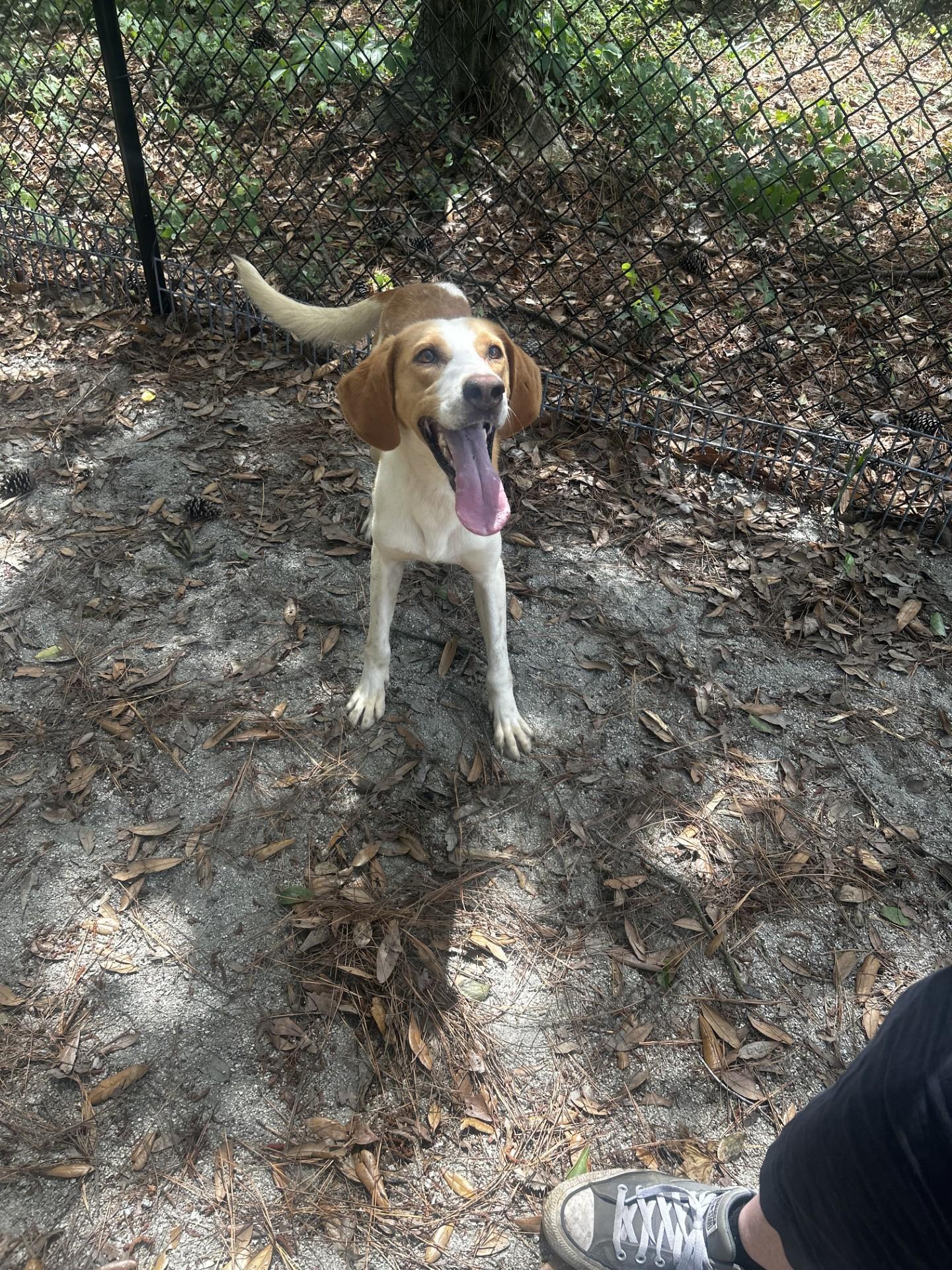 Homer, a ADOPTABLE Hound in Georgetown, SC image 1/4