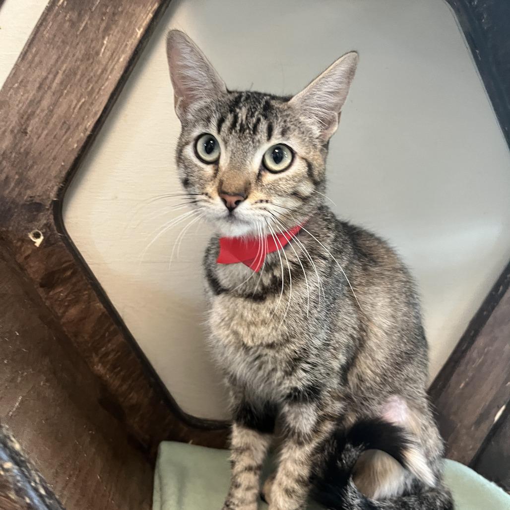 Enlarge Annabelle, a Adoptable Domestic Short Hair in Temecula, CA image 1/1