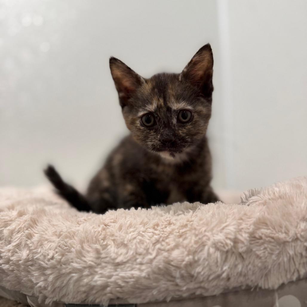 Toity, Adoptable, Kitten Female Domestic Short Hair.