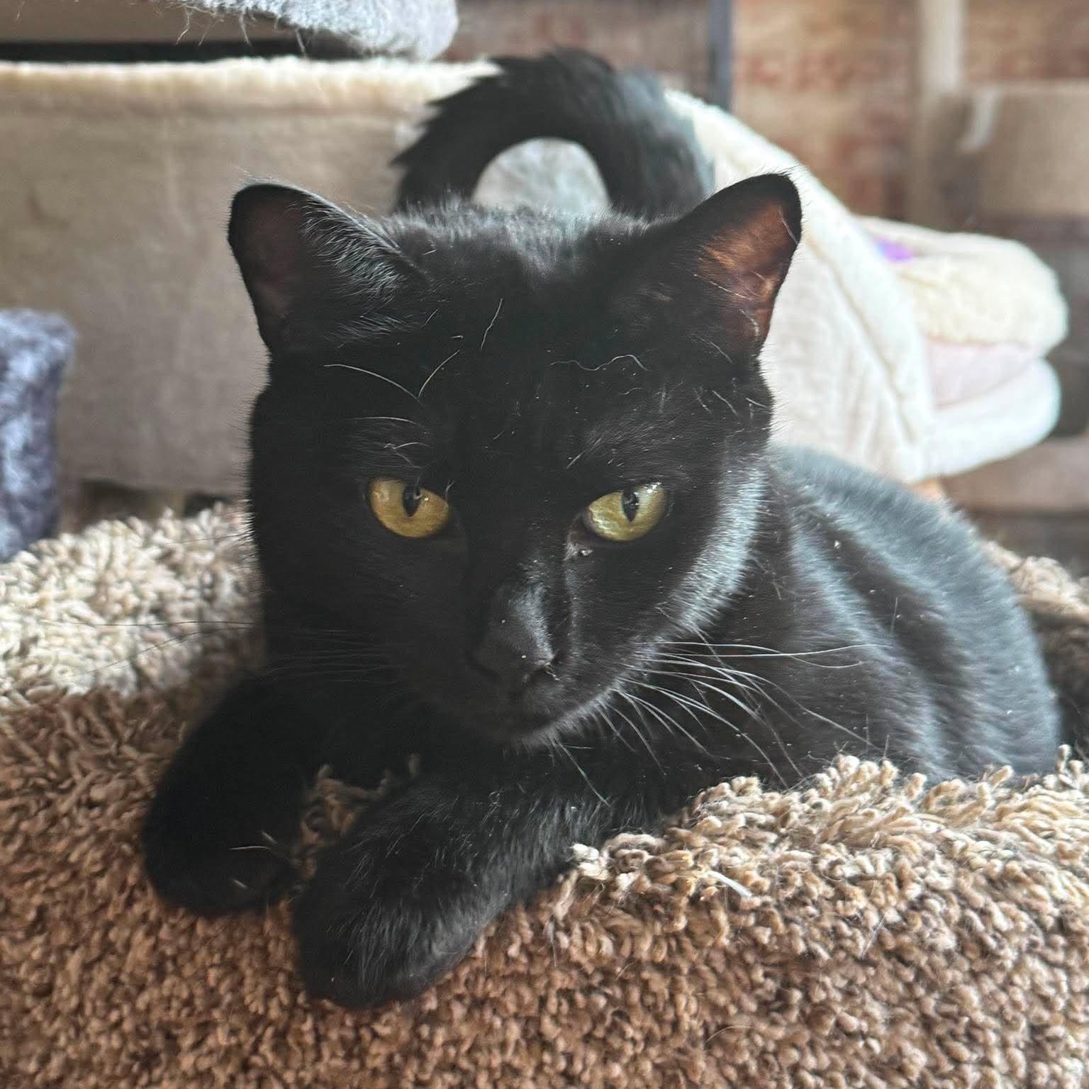 Enlarge Piper, a Adoptable Domestic Short Hair in Huntington, NY image 2/4