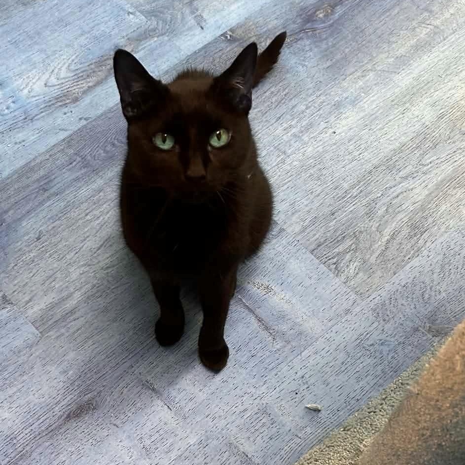Enlarge Piper, a Adoptable Domestic Short Hair in Huntington, NY image 4/4