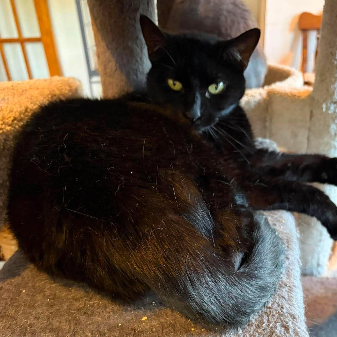 Piper, Adoptable, Adult Female Domestic Short Hair.