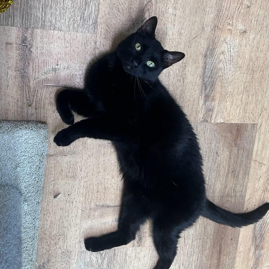 Enlarge Piper, a Adoptable Domestic Short Hair in Huntington, NY image 3/4