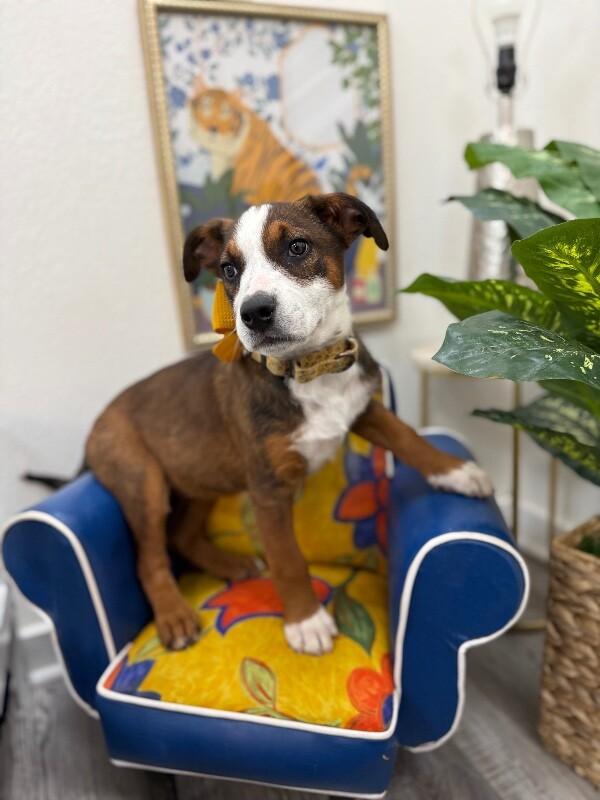 Delilah Belle Tenderheart