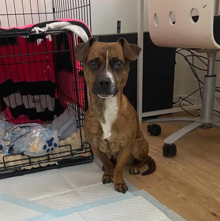 Enlarge Chance, a ADOPTABLE mixed breed in Charlotte, NC image 3/4