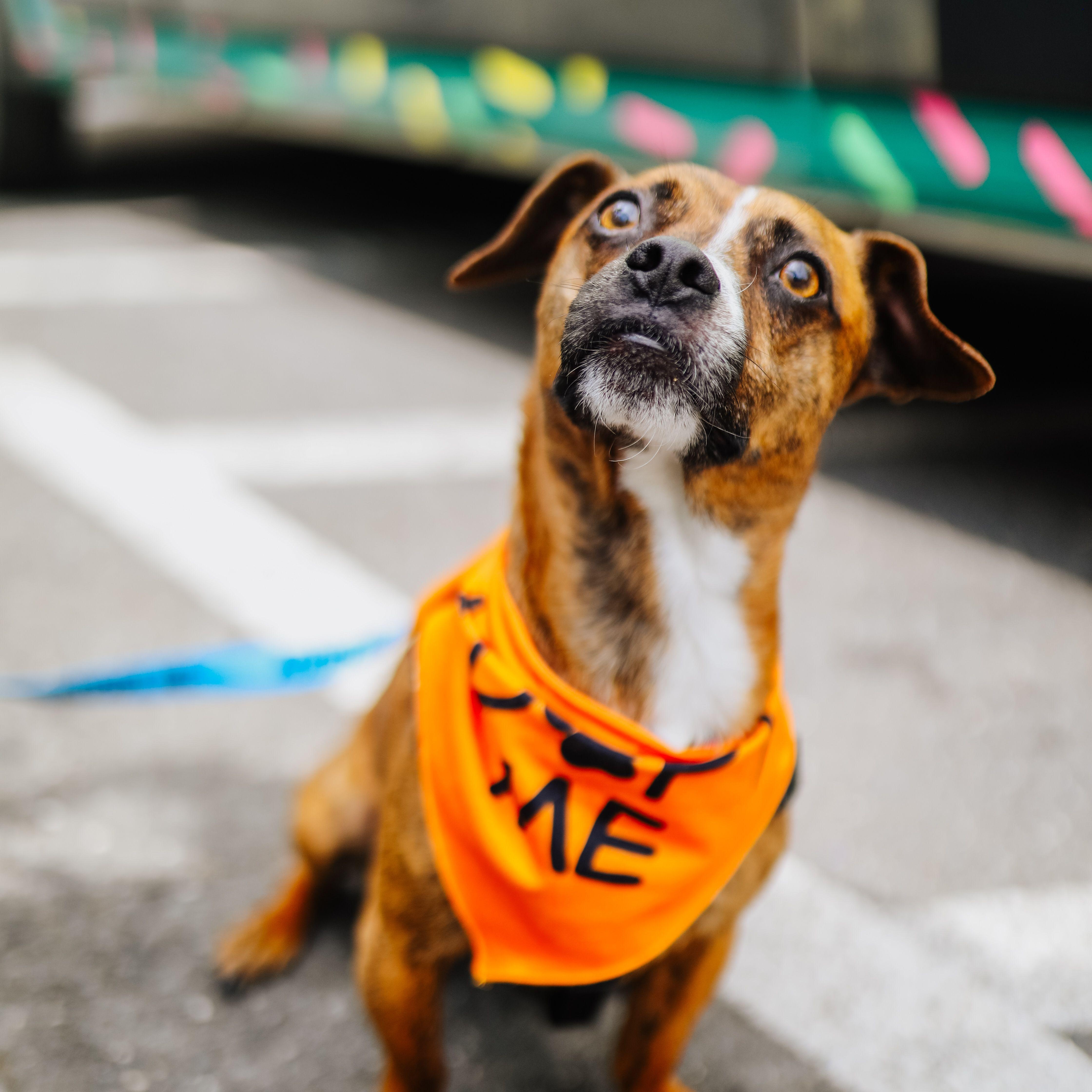 Chance, a ADOPTABLE mixed breed in Charlotte, NC image 1/5