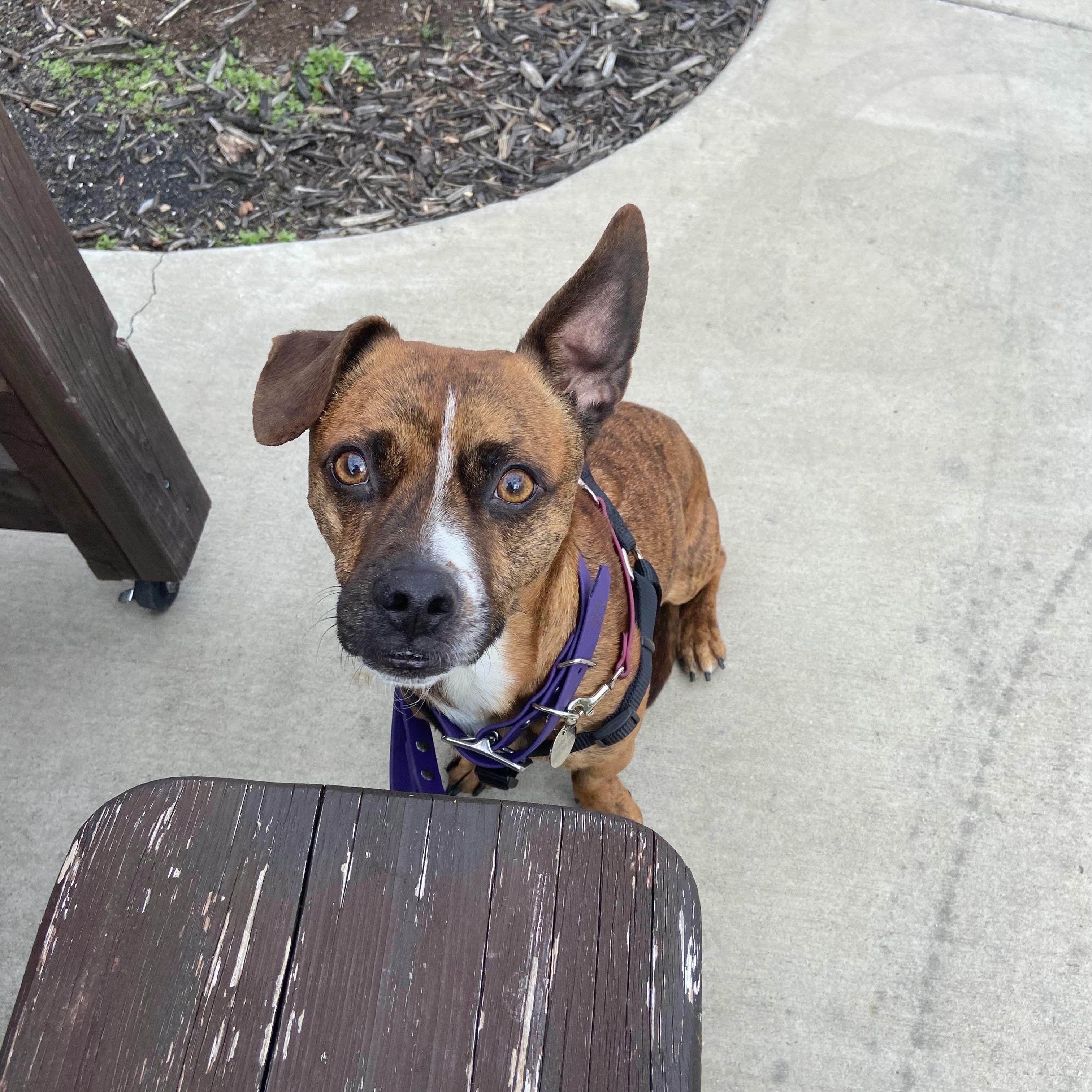 Enlarge Chance, a ADOPTABLE mixed breed in Charlotte, NC image 2/4