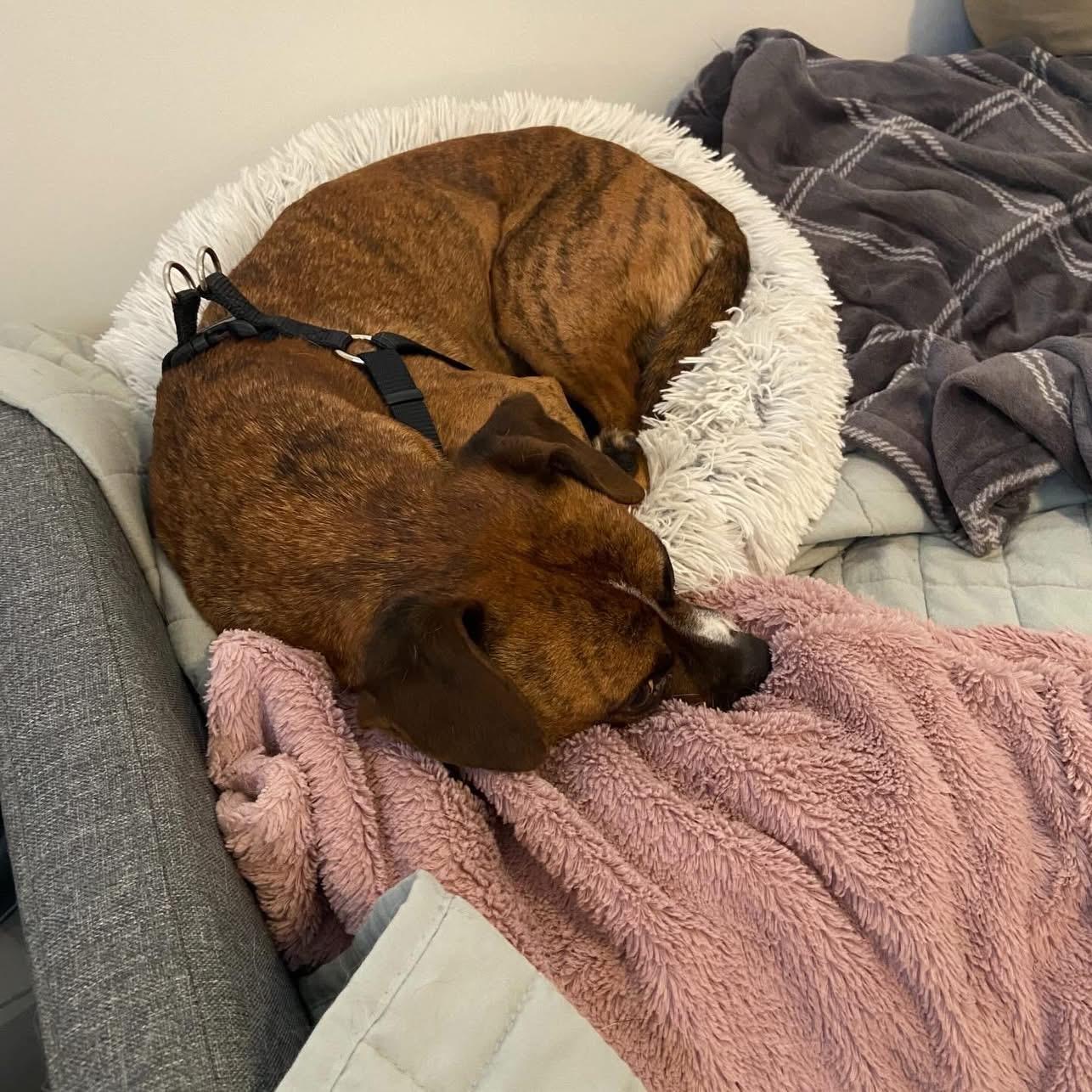 Enlarge Chance, a ADOPTABLE mixed breed in Charlotte, NC image 4/4