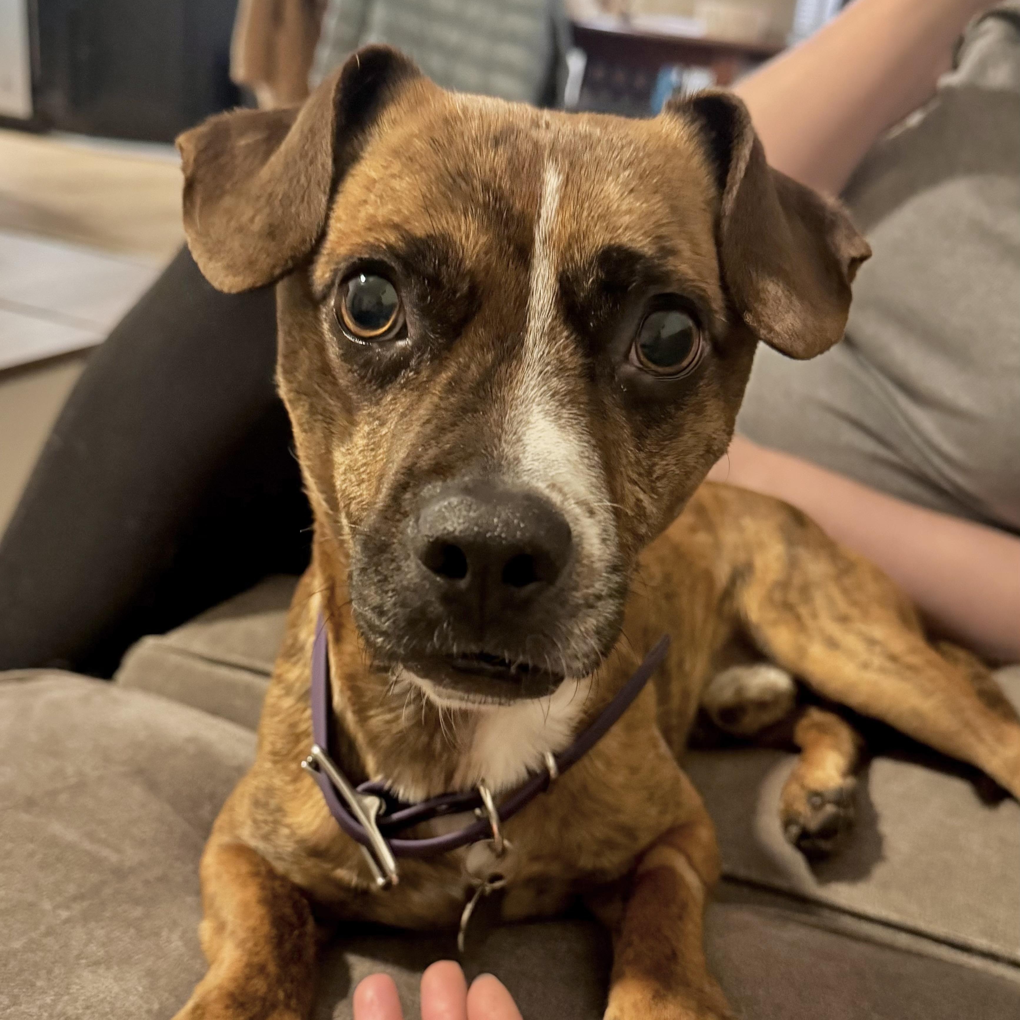 Enlarge Chance, a ADOPTABLE mixed breed in Charlotte, NC image 1/4