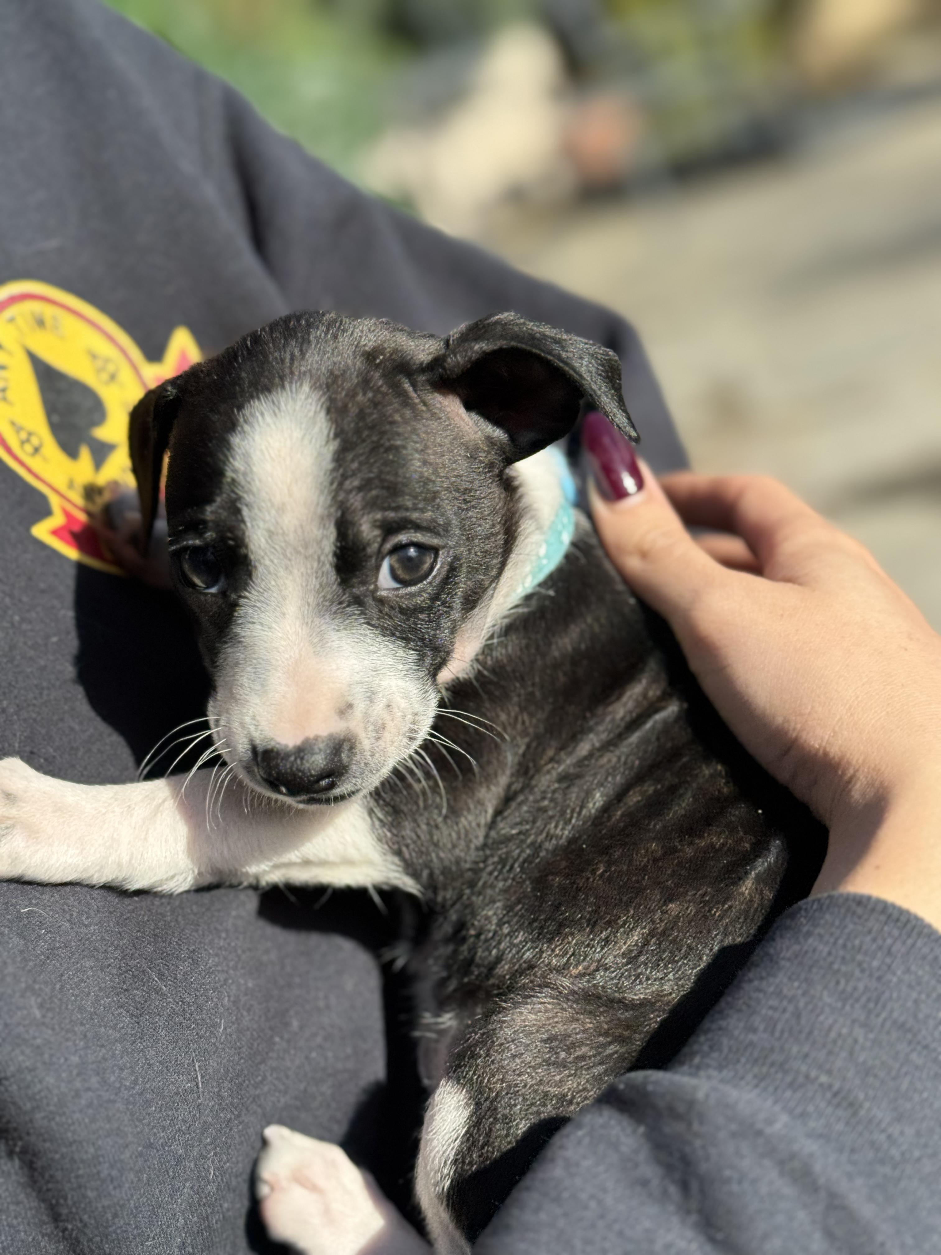 Enlarge Disney Princesses Litter_ Cinderella, a Adoptable mixed breed in Redwood City, CA image 1/2