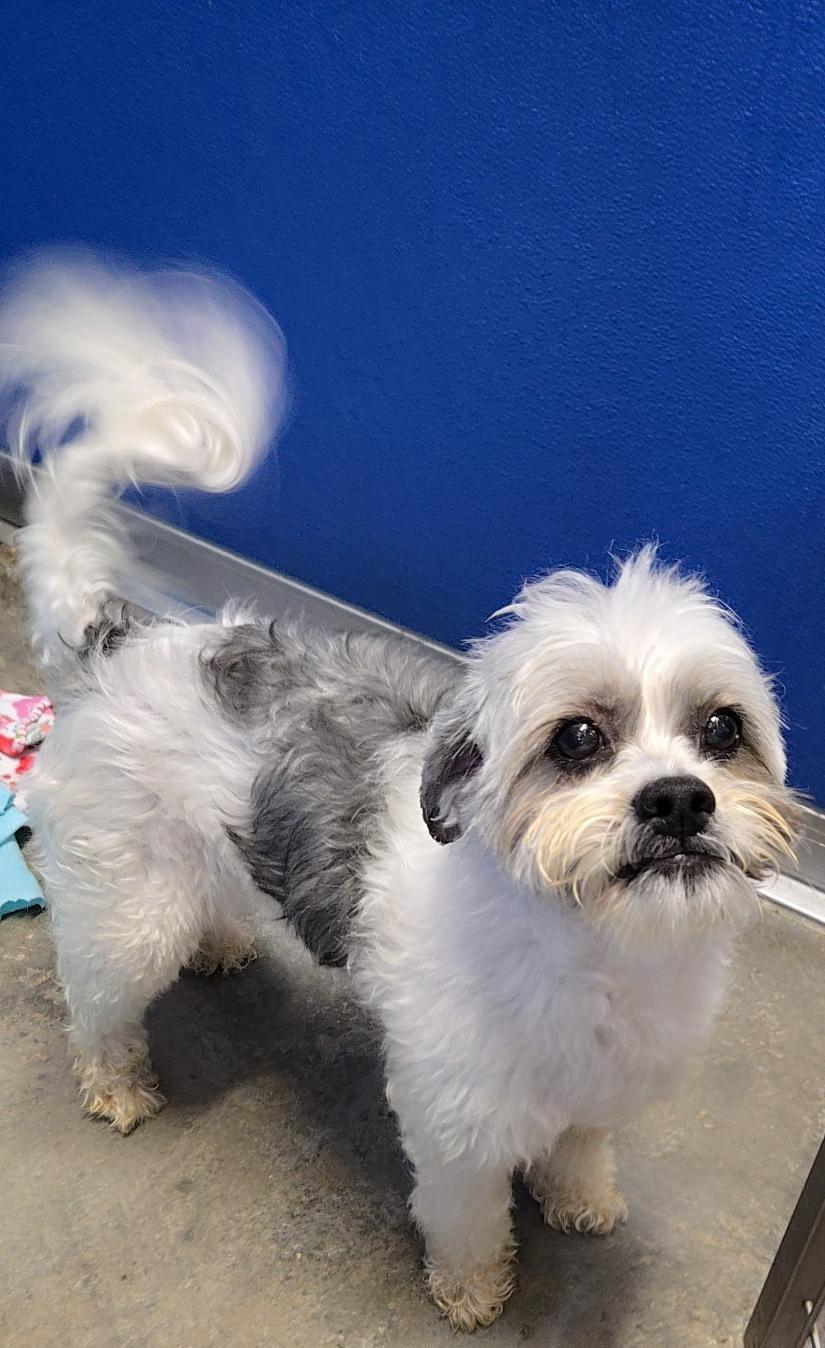 Pandy, Adopted, Adult Female Shih Tzu.