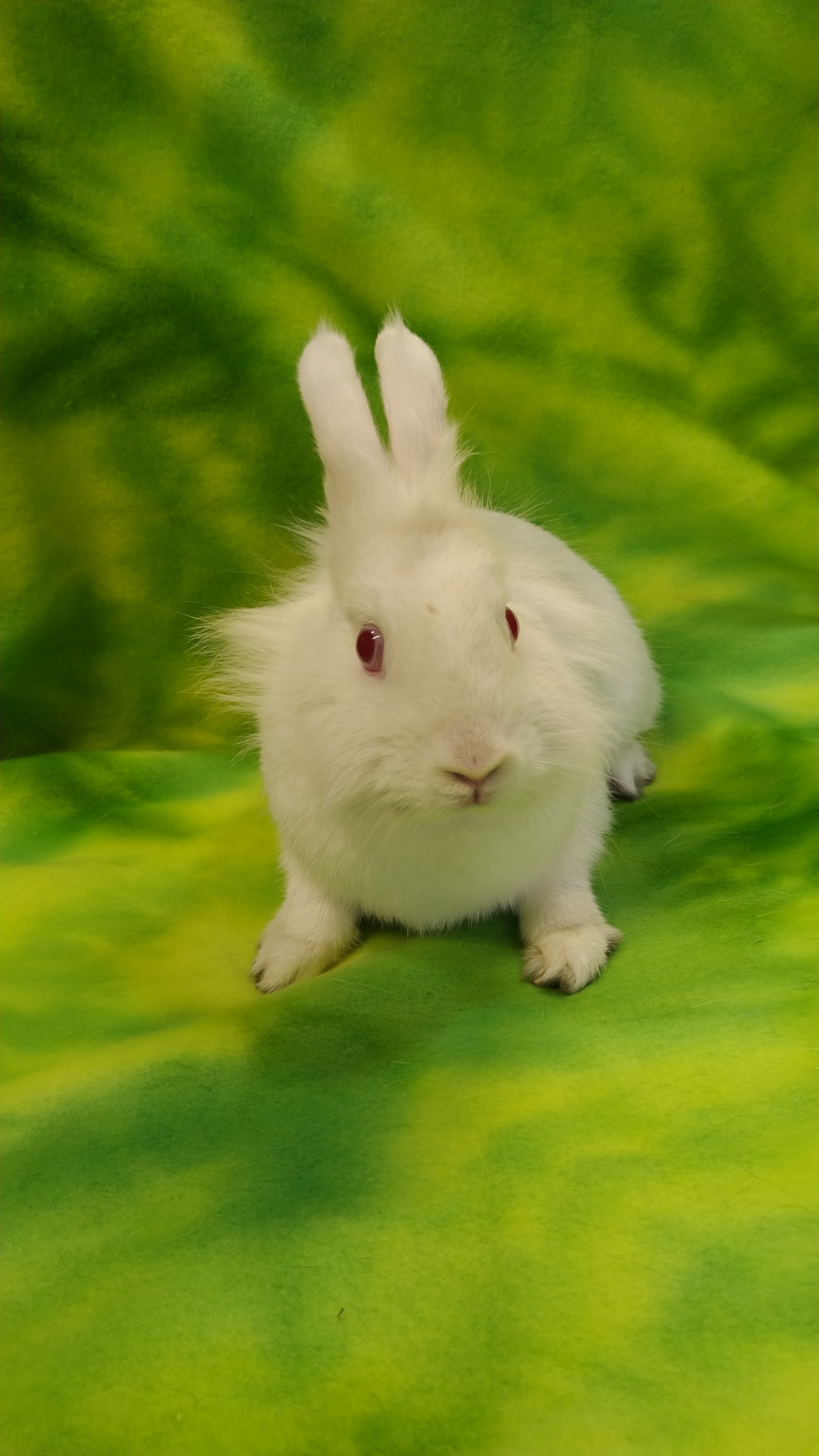 Snowy - Bonded to Beckett, adoptable, Adult Female Lionhead.