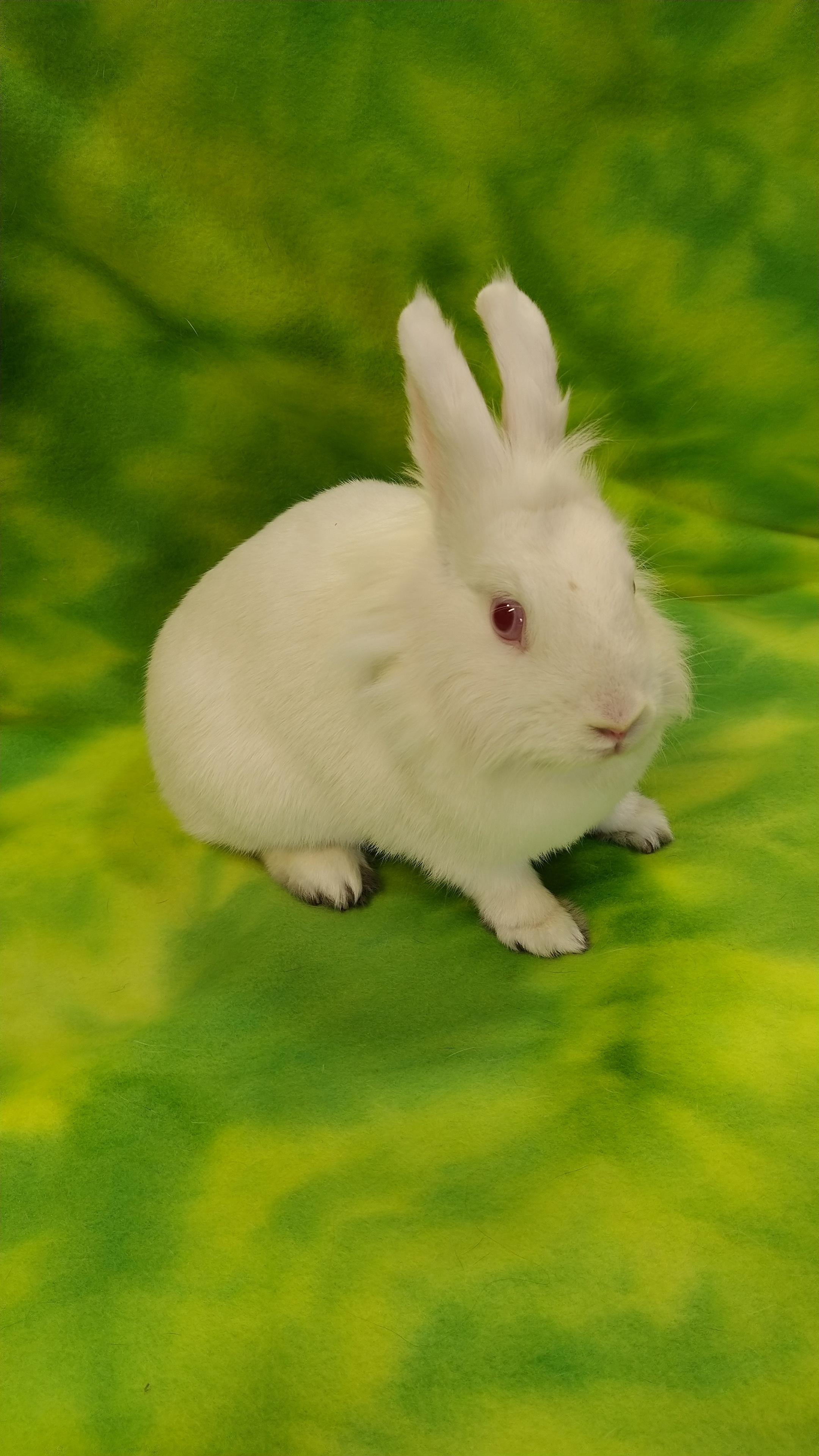 Enlarge Snowy - Bonded to Beckett, an adoptable mixed breed in Erie, PA image 2/3
