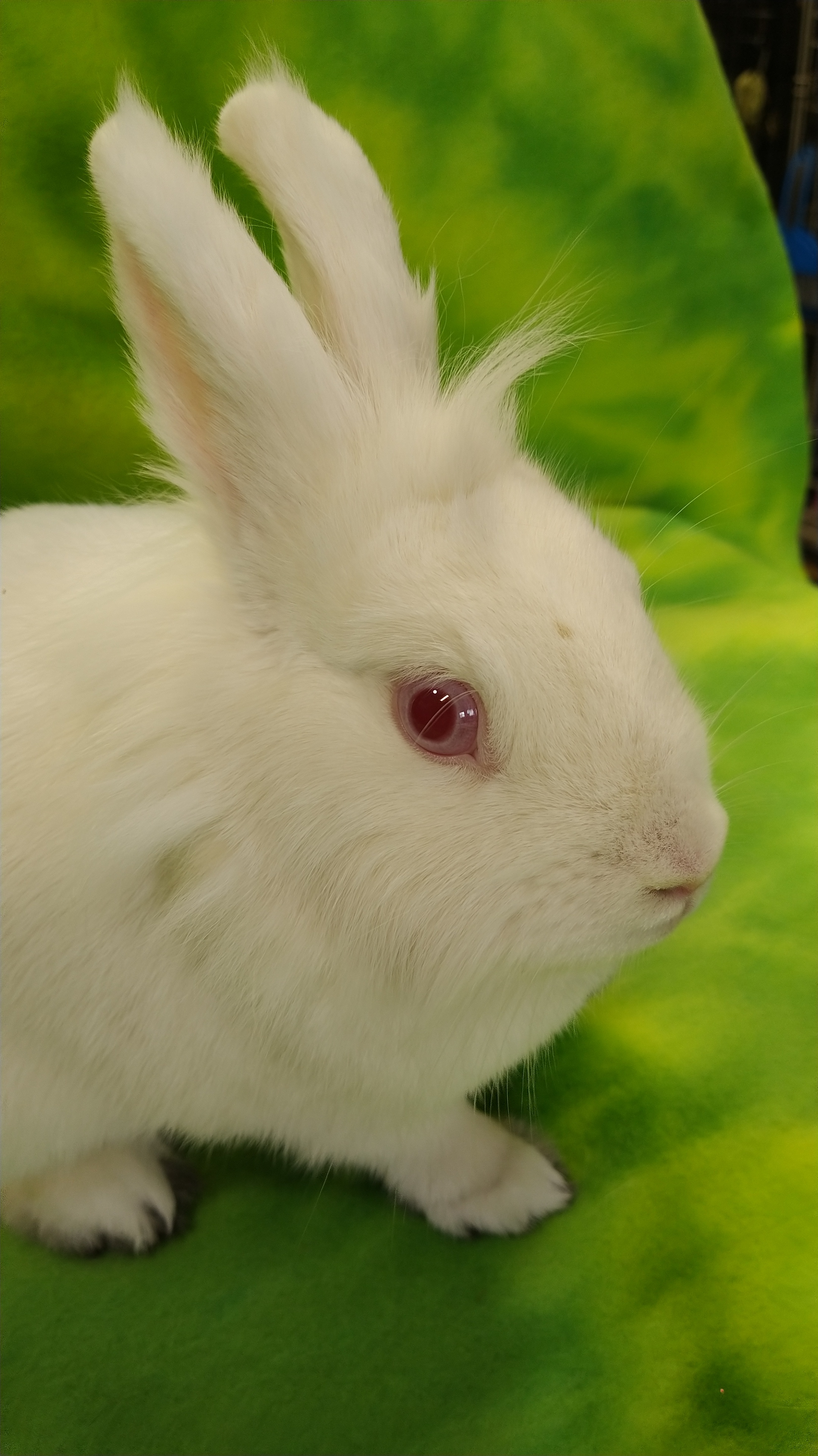 Enlarge Snowy - Bonded to Beckett, an adoptable mixed breed in Erie, PA image 3/3