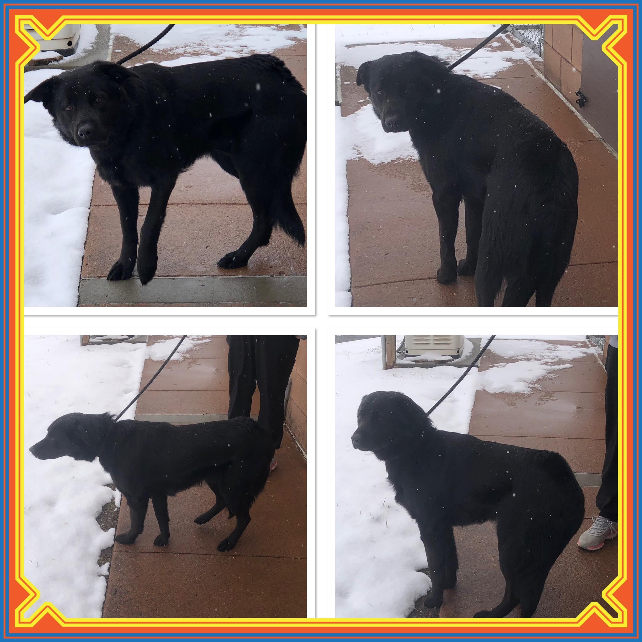 Enlarge LEO, a ADOPTABLE mixed breed in Buckhannon, WV image 1/1