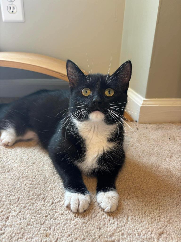 Tammy, Adoptable, Kitten Female Domestic Short Hair.