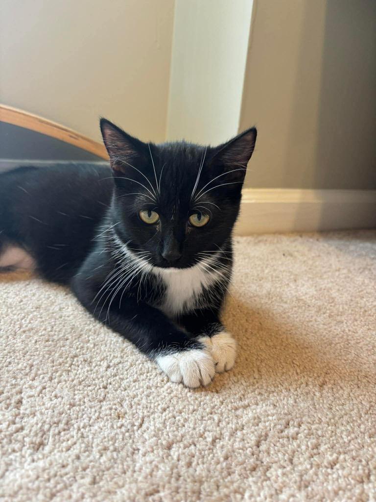 Enlarge Tammy, a Adoptable mixed breed in Newnan, GA image 2/2