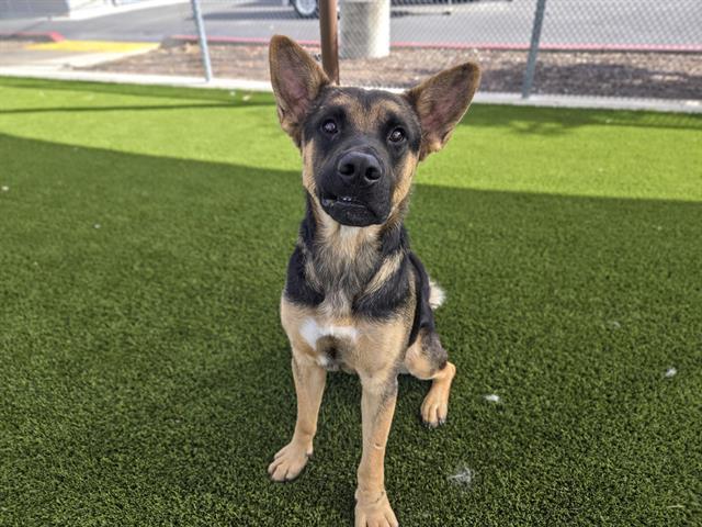 DIXON, Adoptable, Young Male German Shepherd Dog & Mixed Breed.