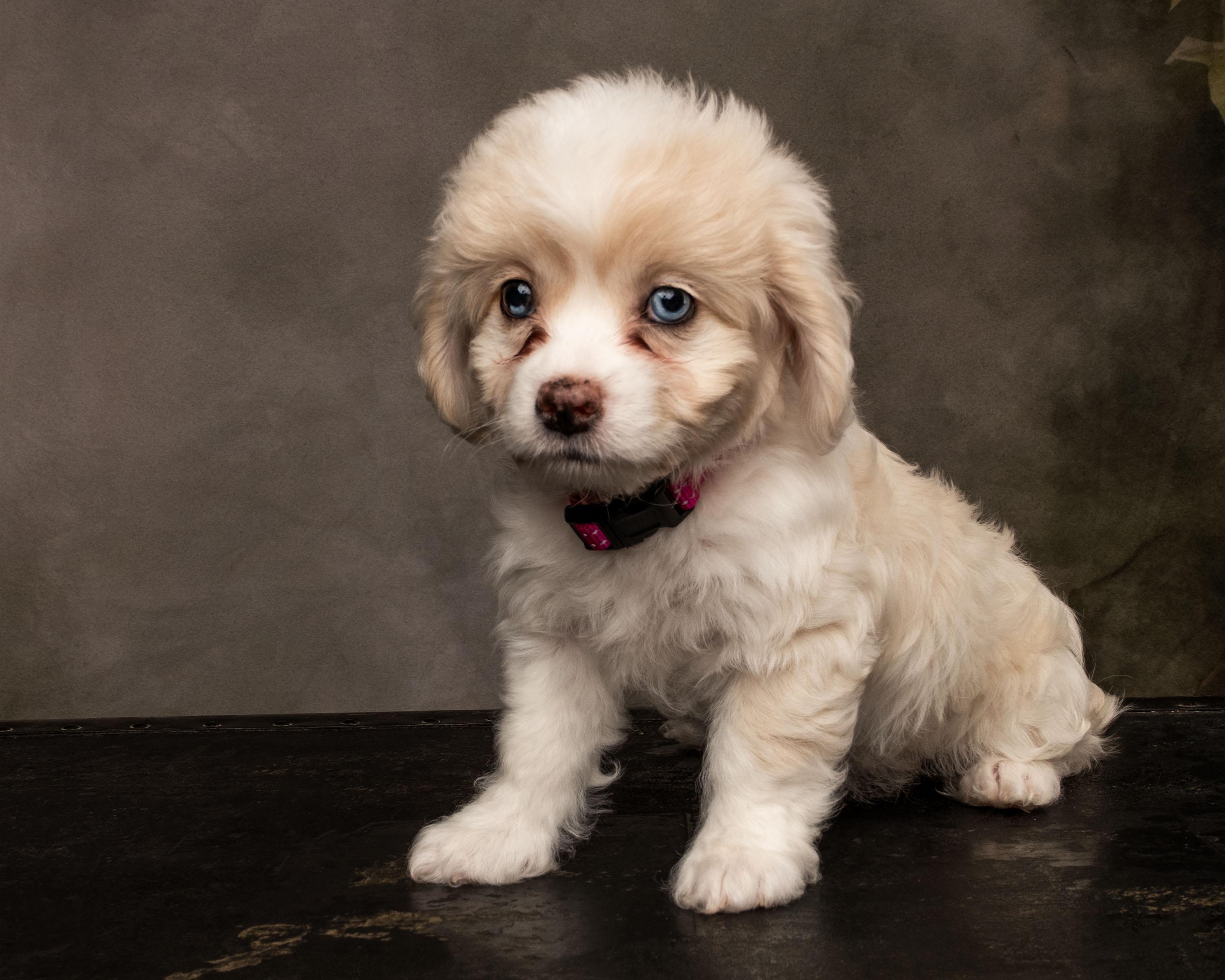 Enlarge Ayla, a Adopted mixed breed in Aiken, SC image 2/4