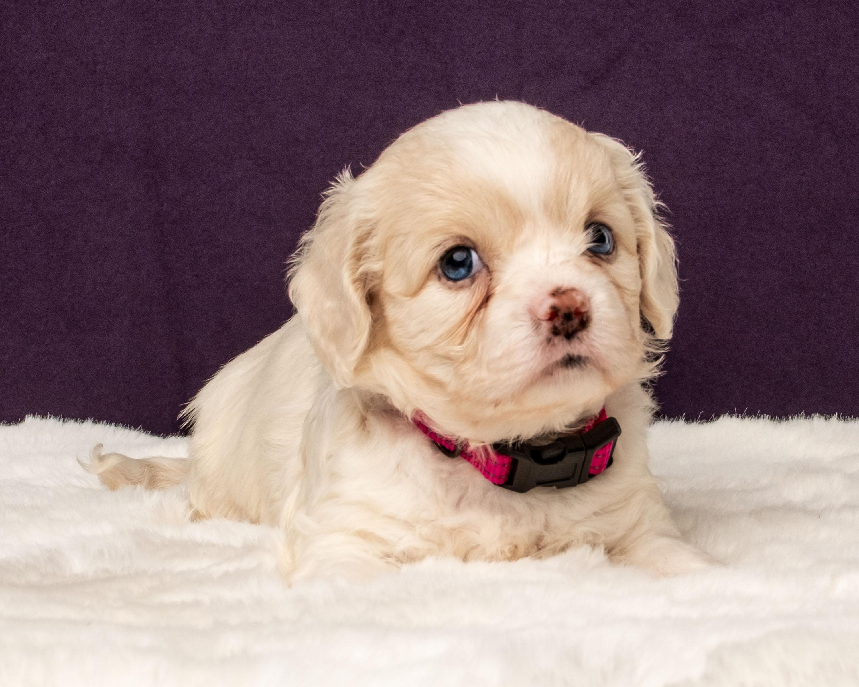 Ayla, a Adoptable mixed breed in Aiken, SC image 1/4