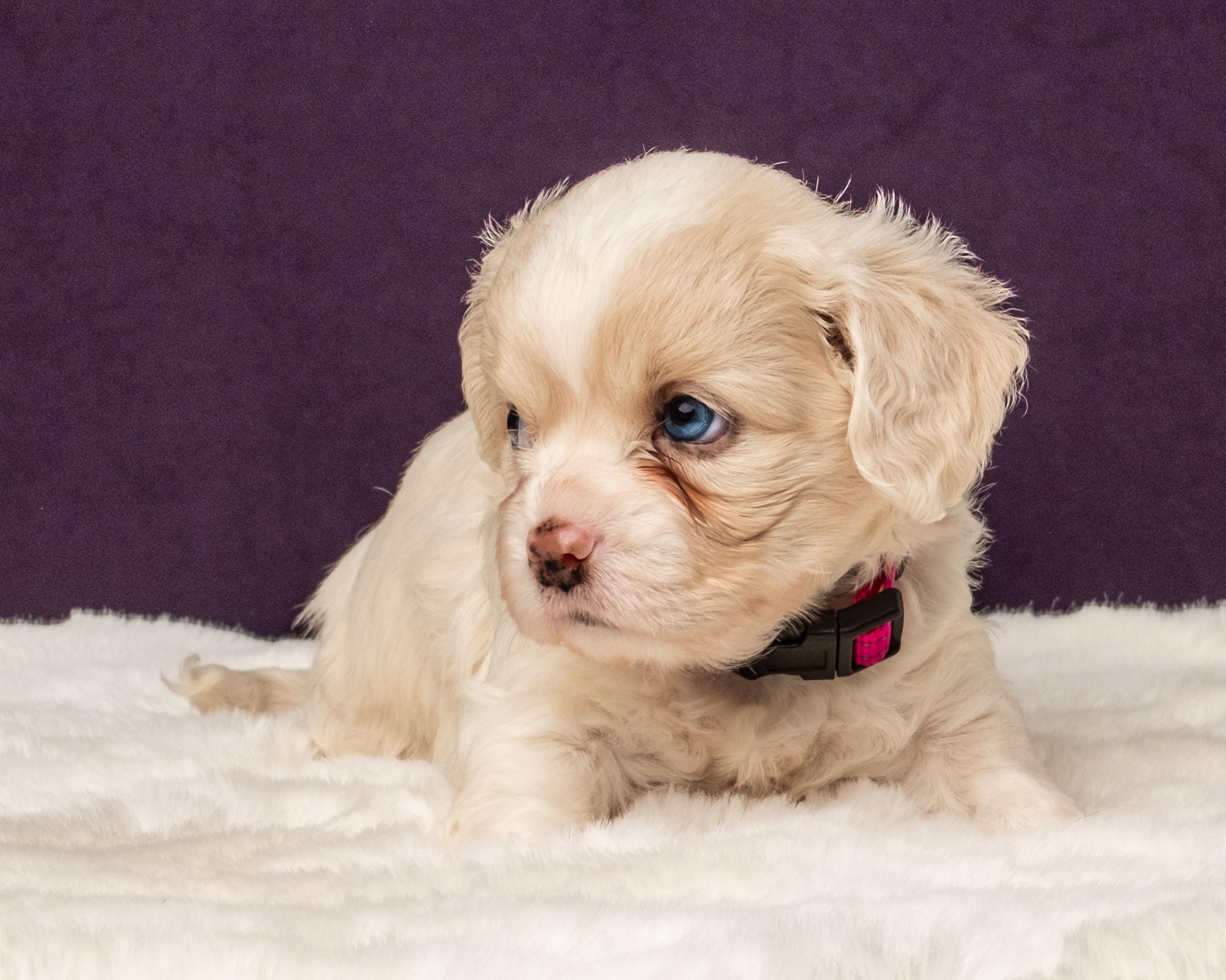 Ayla, a Adoptable mixed breed in Aiken, SC image 2/4