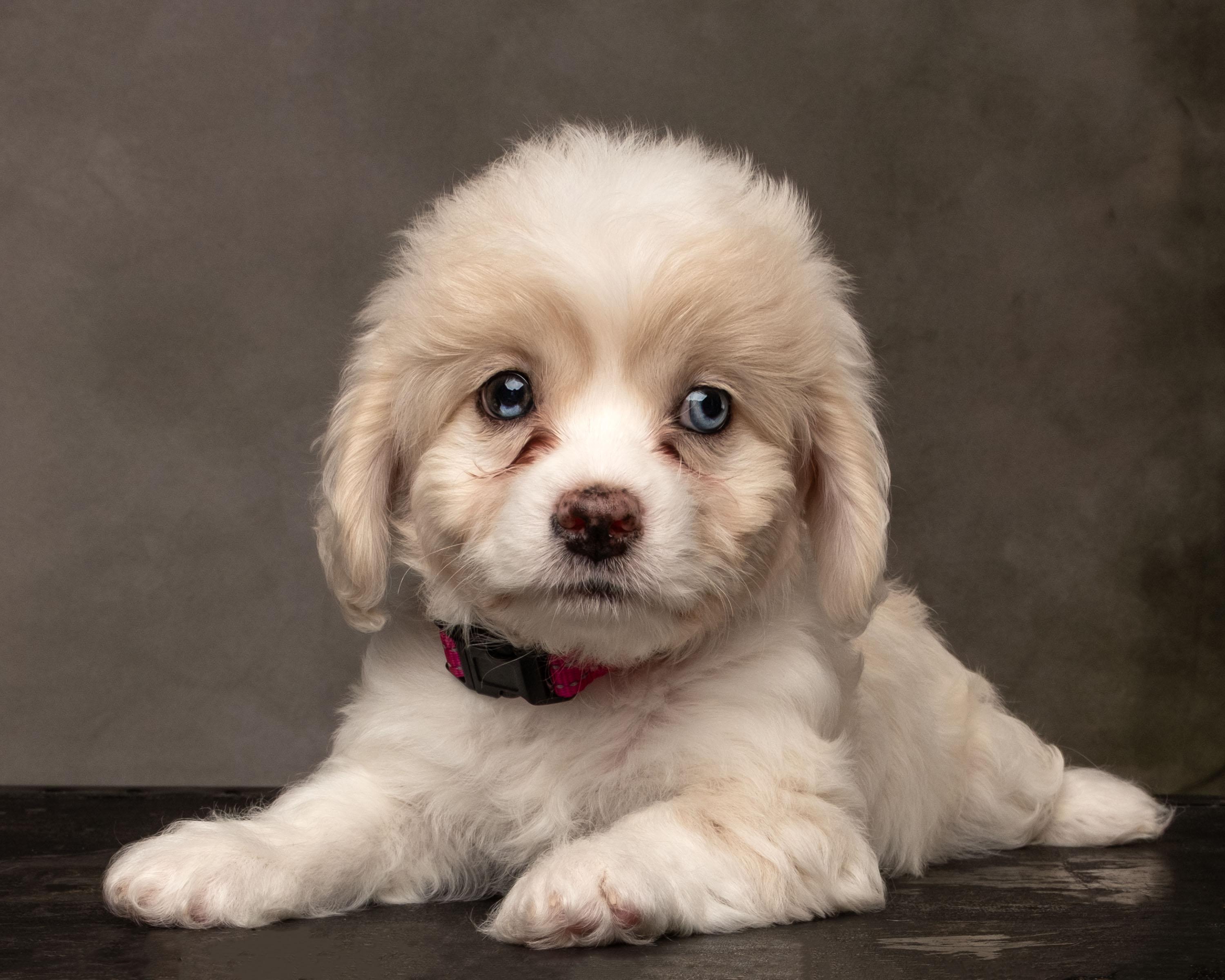 Ayla, Adopted, Puppy Female Shih Tzu & Chihuahua.