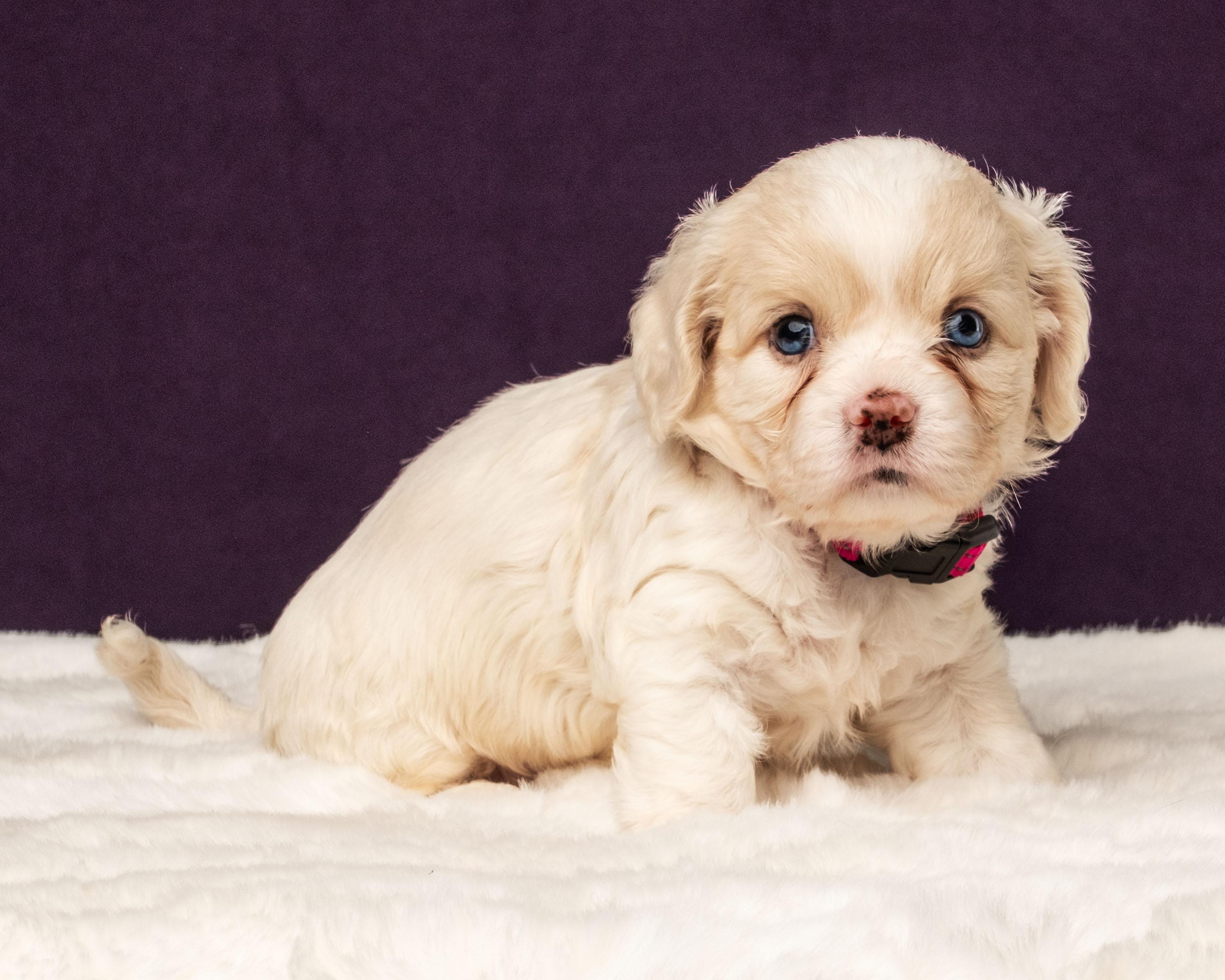 Ayla, a Adoptable mixed breed in Aiken, SC image 3/4