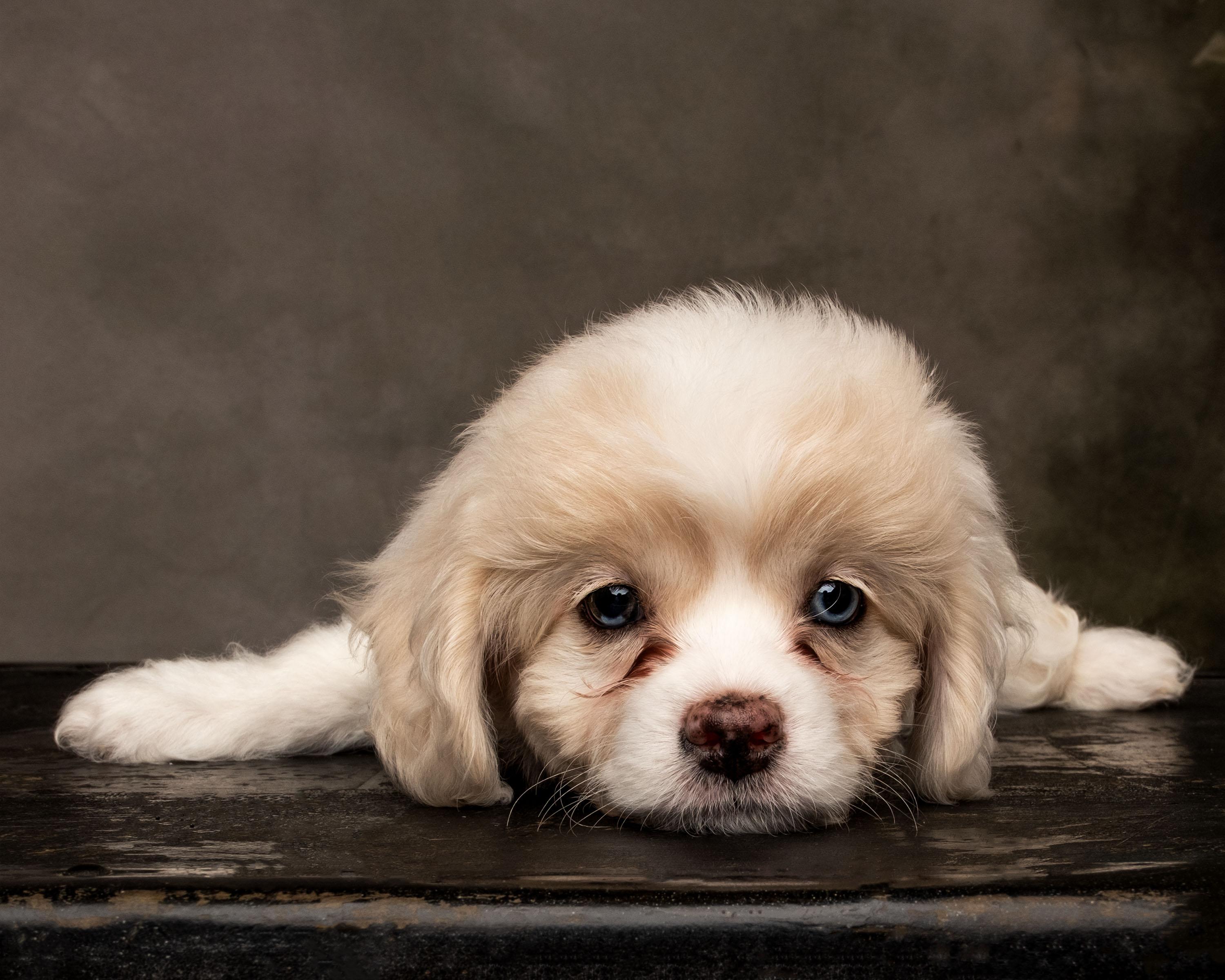 Enlarge Ayla, a Adopted mixed breed in Aiken, SC image 3/4