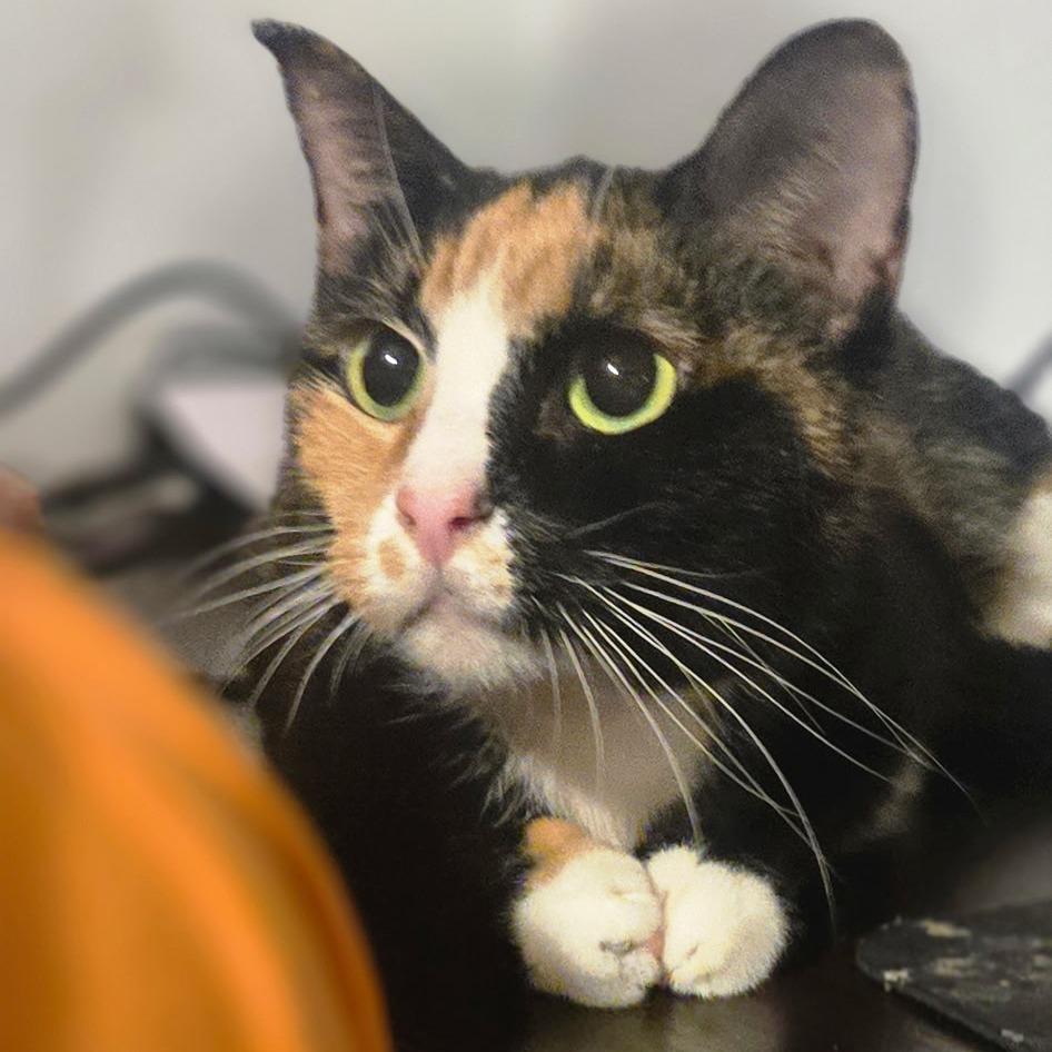 Snowflake, Adoptable, Adult Female Domestic Short Hair.