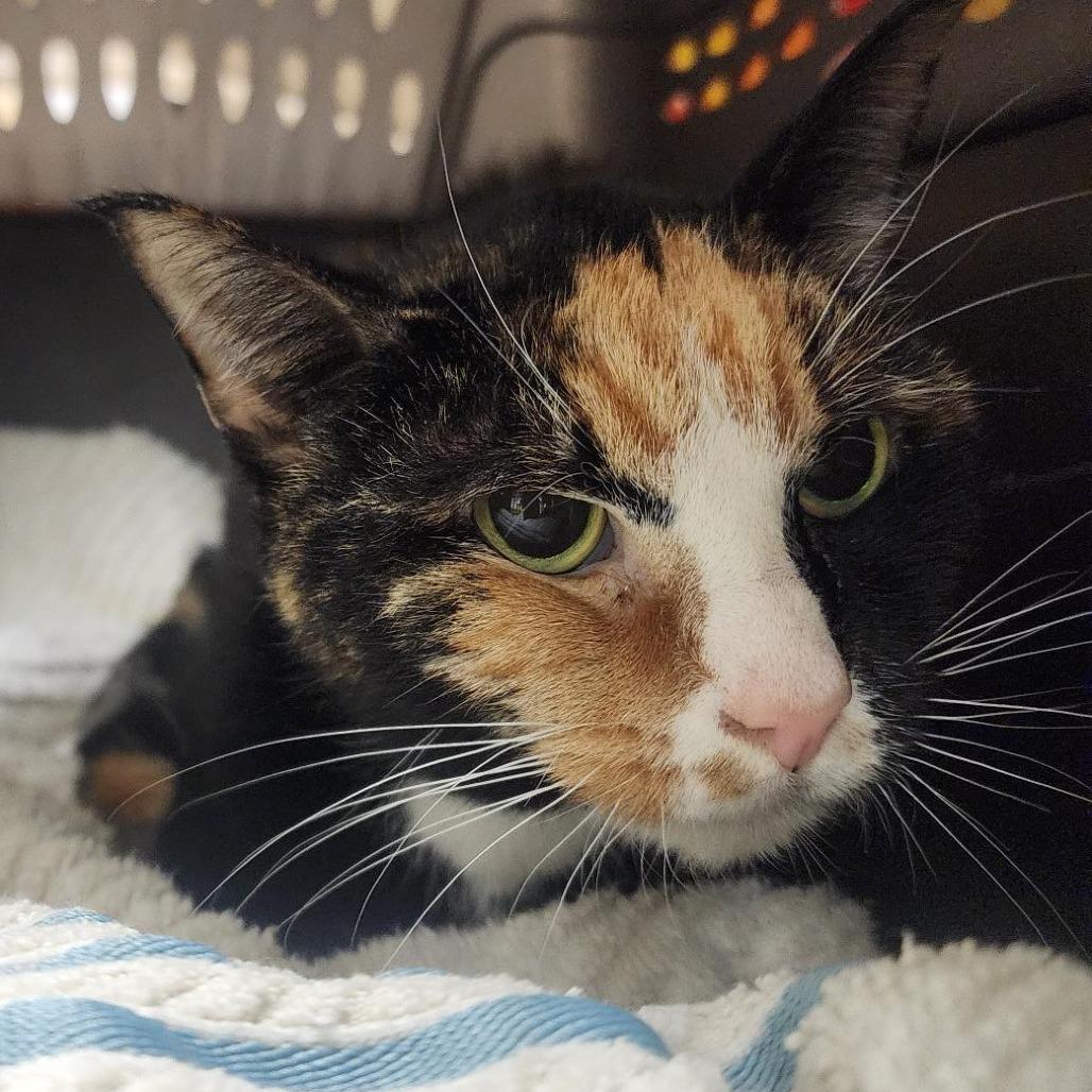 Enlarge Snowflake, a Adoptable Domestic Short Hair in York, PA image 2/2