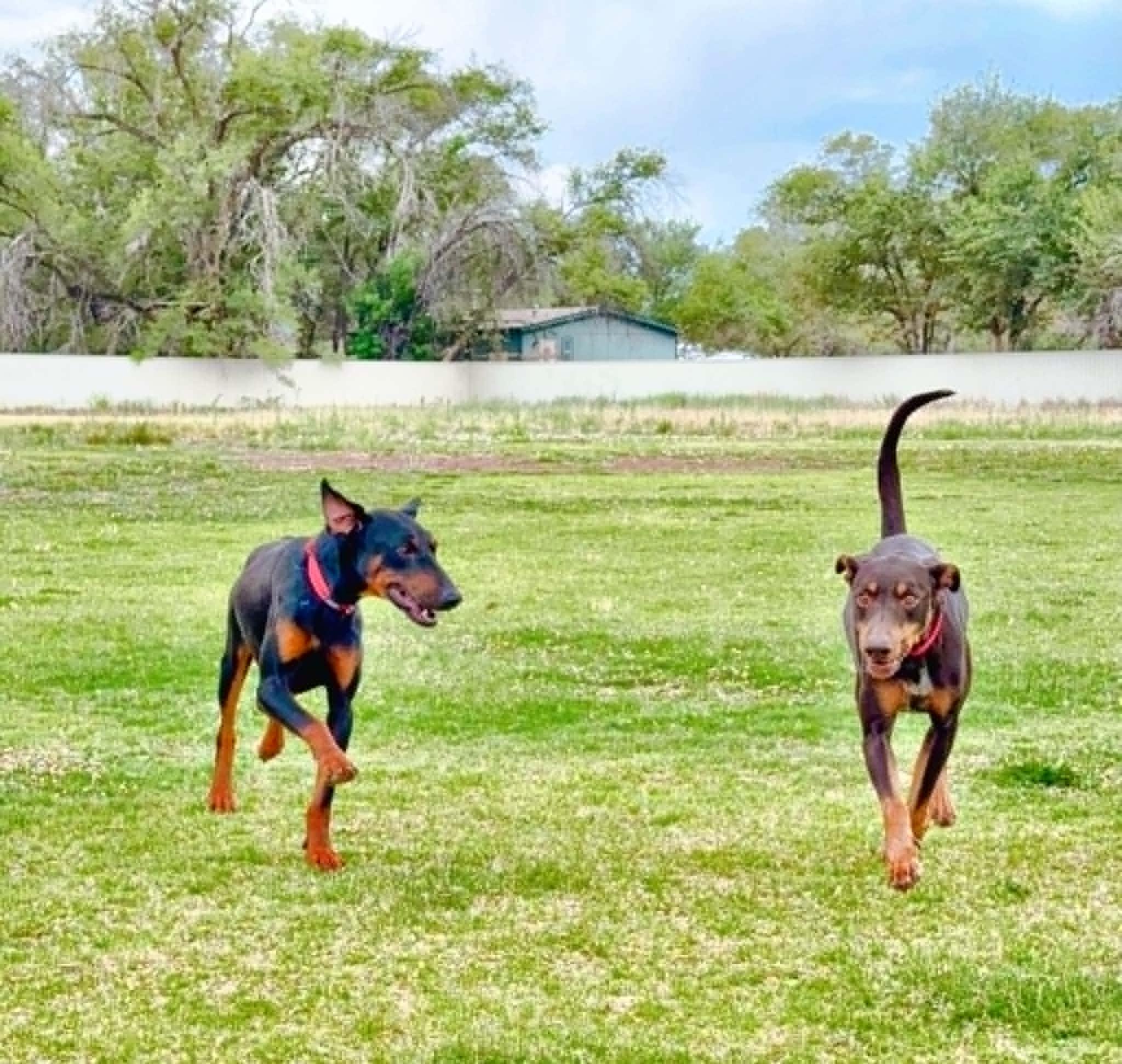 Dupert, Adoptable, Young Male Doberman Pinscher.