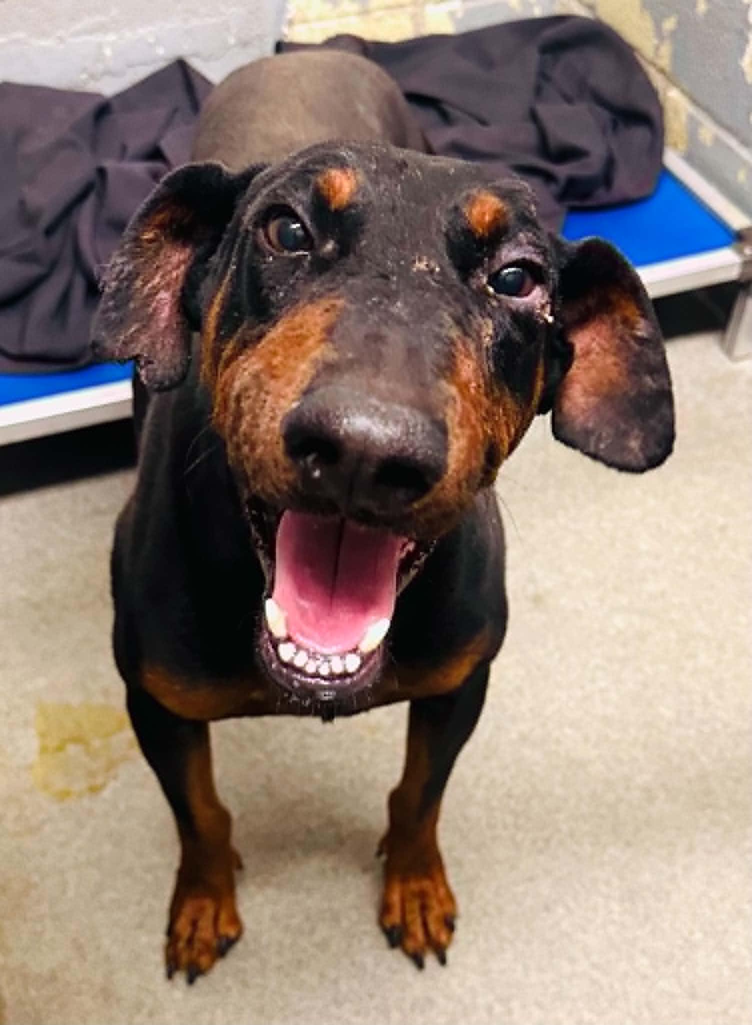 Enlarge Dupert, a Adoptable Doberman Pinscher in Denver, CO image 2/4