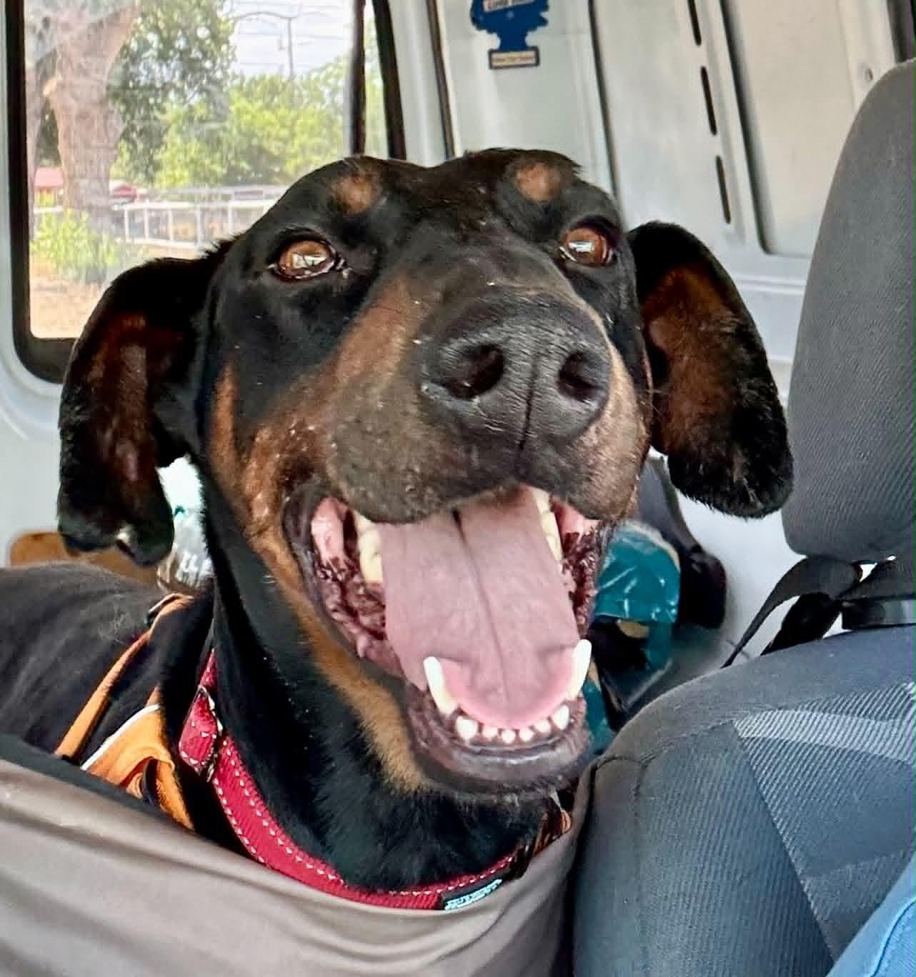Enlarge Dupert, a Adoptable Doberman Pinscher in Denver, CO image 3/4