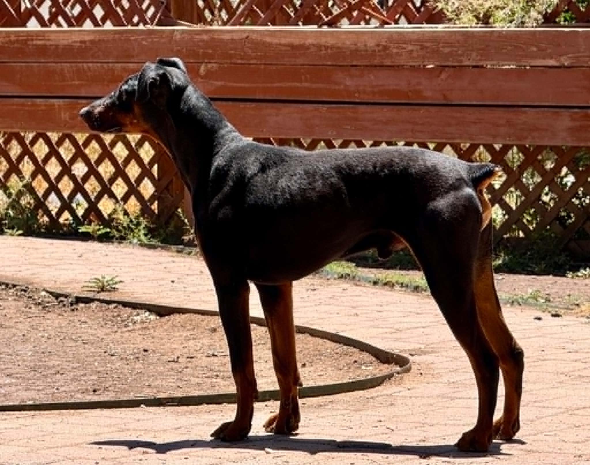 Enlarge Dupert, a Adoptable Doberman Pinscher in Denver, CO image 4/4