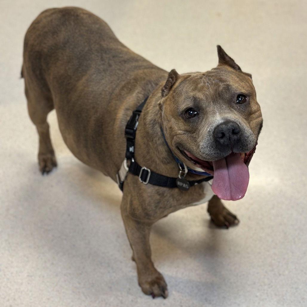 Lucy aka Big Mama, a Adopted American Staffordshire Terrier in Rohnert Park, CA image 1/3