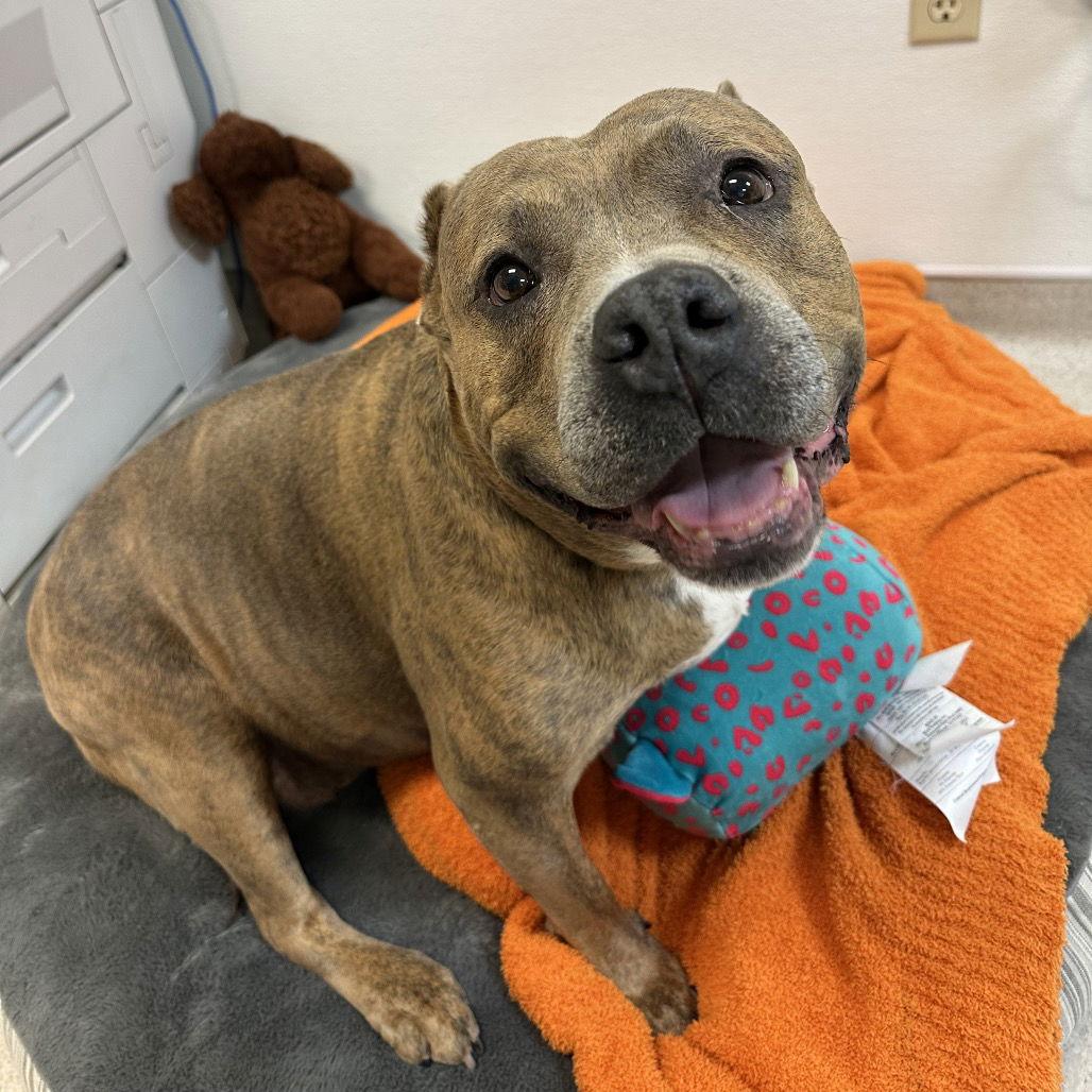 Lucy aka Big Mama, a Adopted American Staffordshire Terrier in Rohnert Park, CA image 2/3