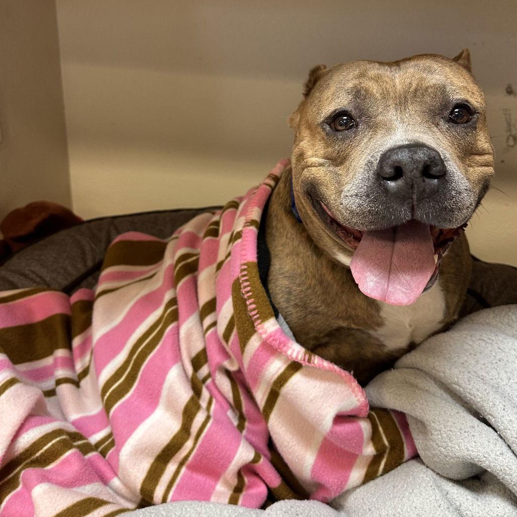 Lucy aka Big Mama, a Adopted American Staffordshire Terrier in Rohnert Park, CA image 3/3