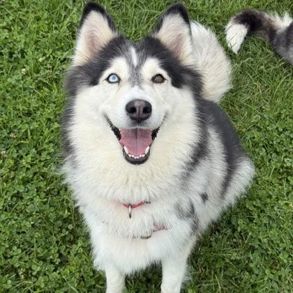 Lola, Adoptable, Adult Female Siberian Husky & Mixed Breed.