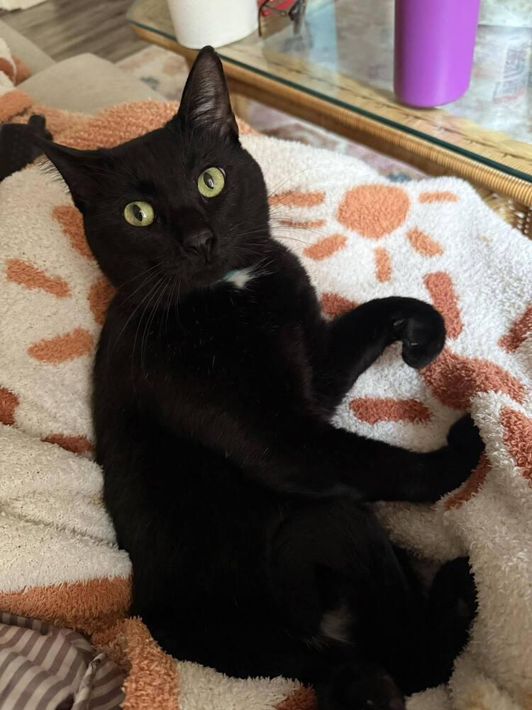 Knox, a Adopted Domestic Short Hair in Statesboro, GA image 1/2