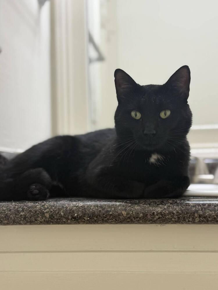 Knox, a Adopted Domestic Short Hair in Statesboro, GA image 2/2