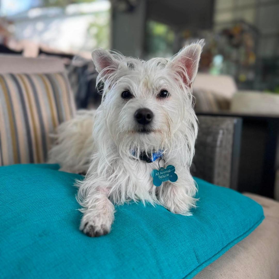 Enlarge Benny, a Adopted mixed breed in Morgan Hill, CA image 4/6